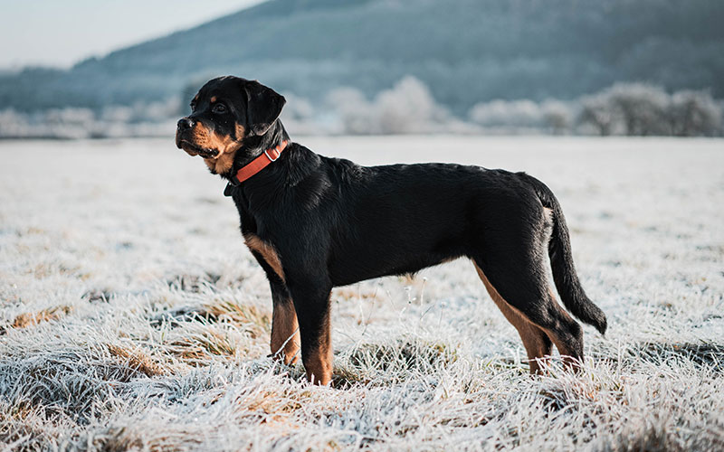 Rottweiler adulte dans un champs - Assurance animaux Assurvéto