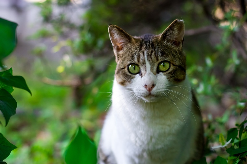 Chat marron et blanc dans l'herbe - Assurance animaux Assurvéto