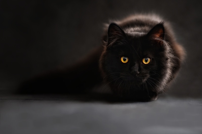 Chat noir caché dans l'ombre - Assurance animaux Assurvéto