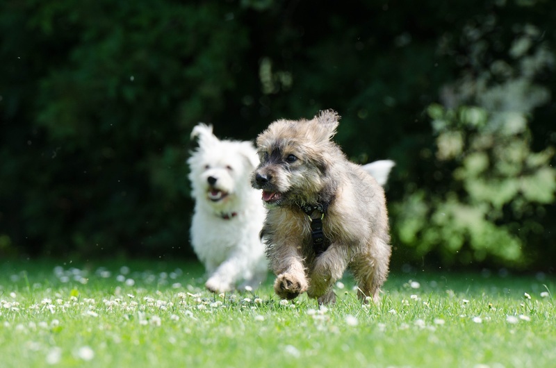 Deux petits chiots qui courent - Assurance animaux Assurvéto