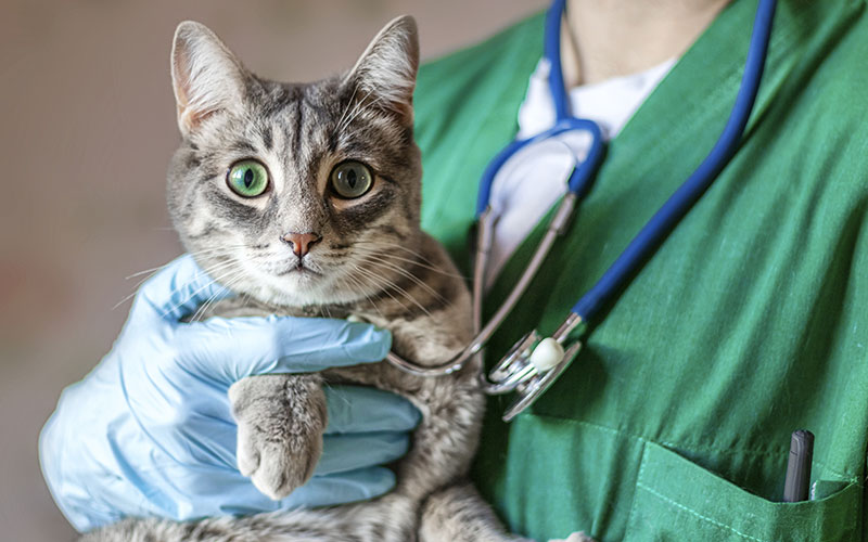 Chat dans les bras du vétérinaire - Assurance animaux Assurvéto