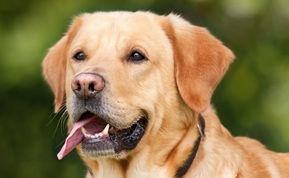 chien Labrador qui tire la langue - assurance animaux Assurvéto