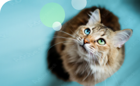 chat qui regarde vers le ciel - assurance animaux Assurvéto